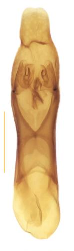 Réf. 308 151 : Gabrius nigritulus
